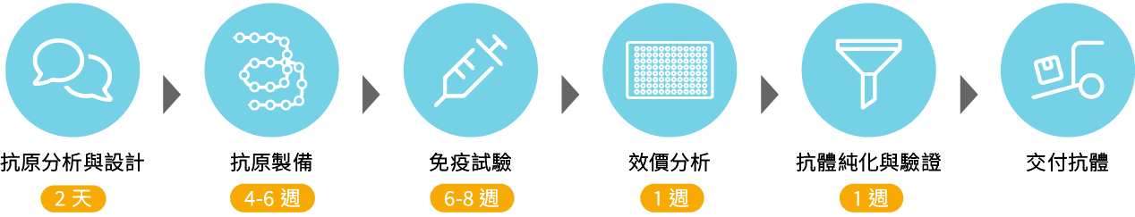 兔多株抗體至被流程:抗原分析與設計→抗原製備→免疫試驗→效價分析→抗體純化與驗證→交付抗體 兔多株抗體至被流程:抗原分析與設計、抗原製備、免疫試驗、效價分析、抗體純化與驗證、交付抗體